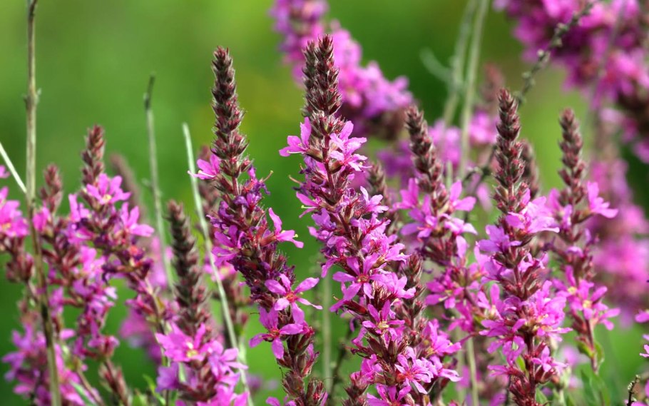 Дербенник иволистный 'Robert'