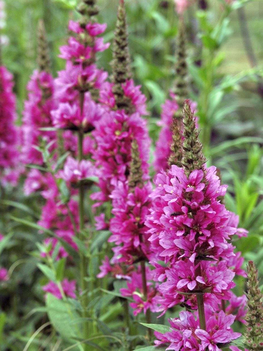 Дербенник иволистный период цветения