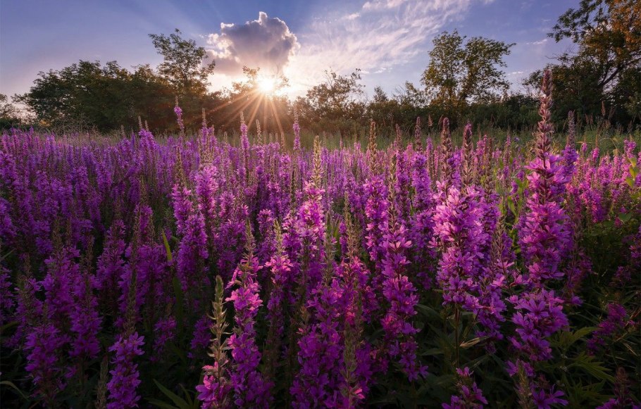 Lythrum / дербенник salicaria ’Robert’