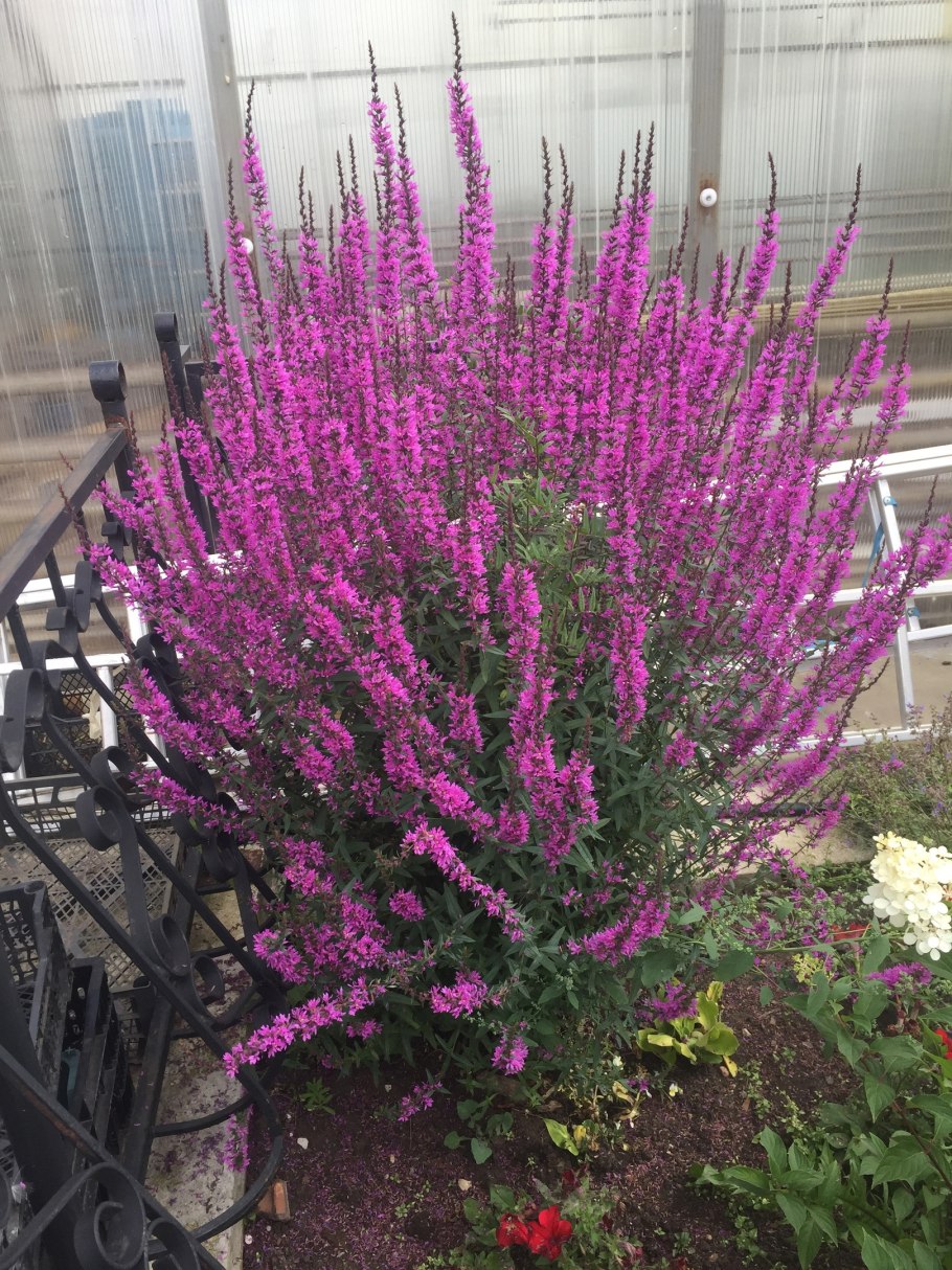 Дербенник иволистный купить аптека ГОРЗДРАВ