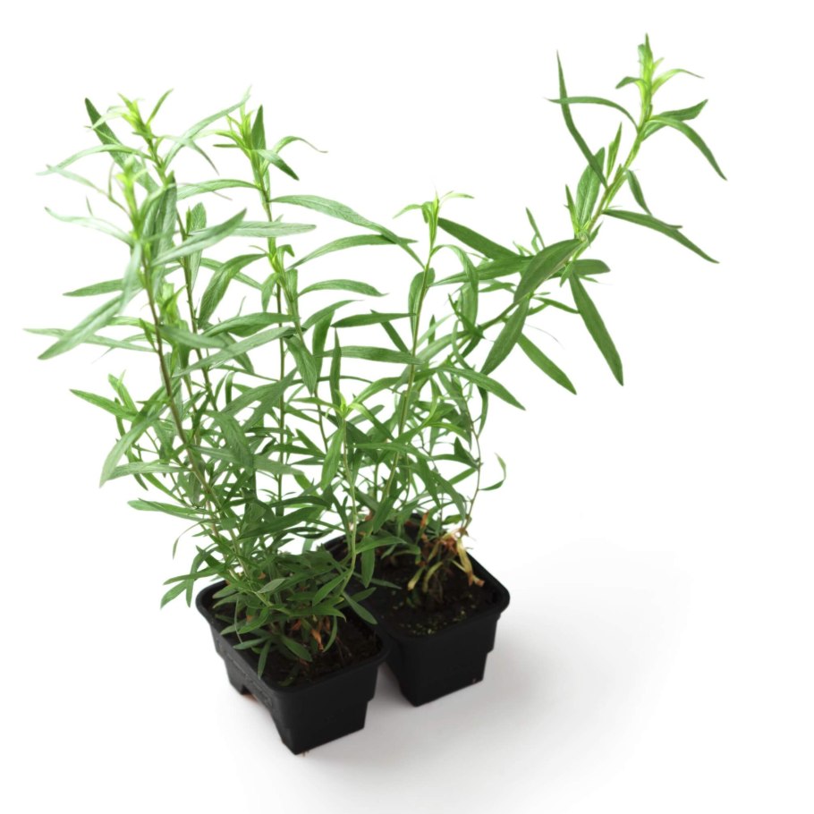 Эстрагон широколистный