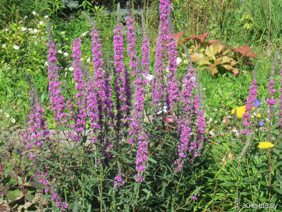 Дербенник иволистный (Lythrum salicaria &#96;Rosy Gem&#96;)