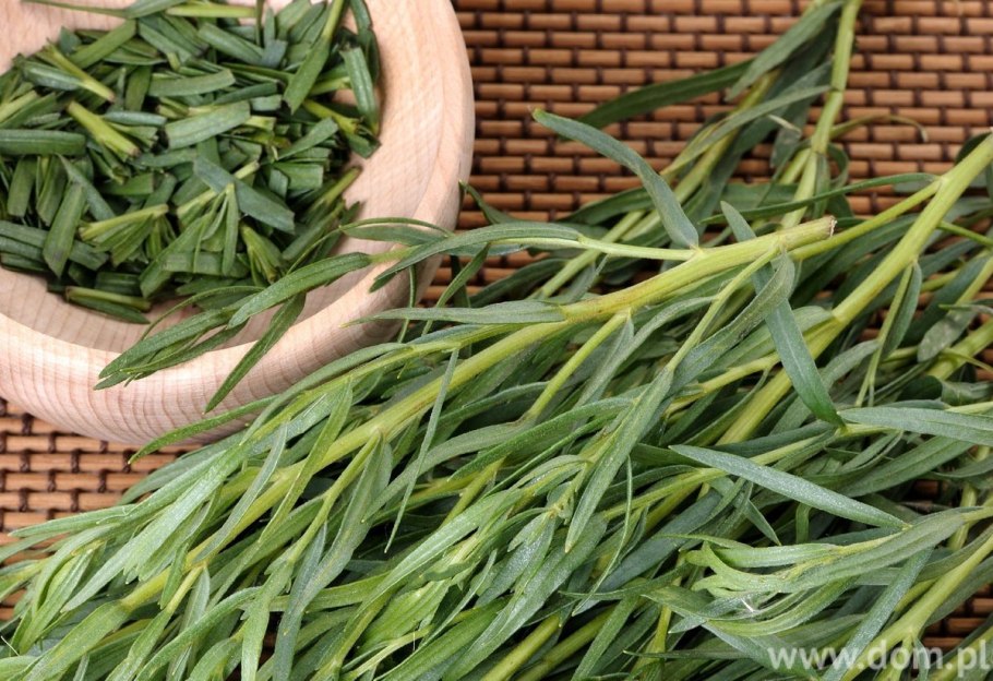 Тархун эстрагон