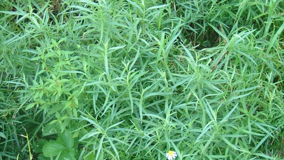 Полынь Тархун трава