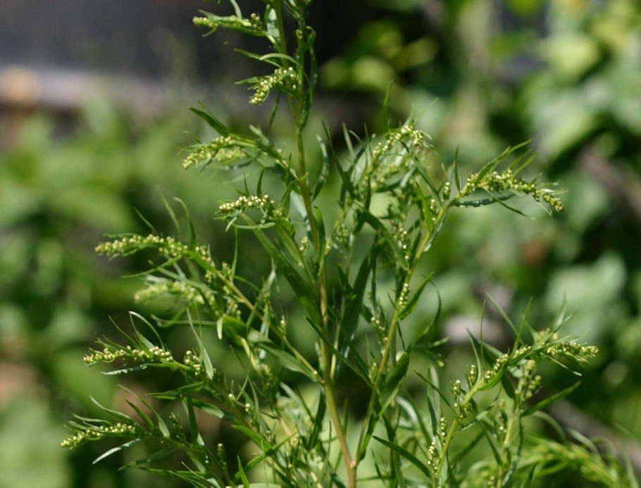 Эстрагон Тархун трава