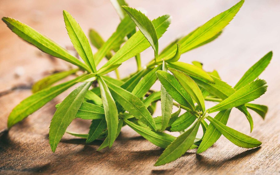 Эстрагон листья