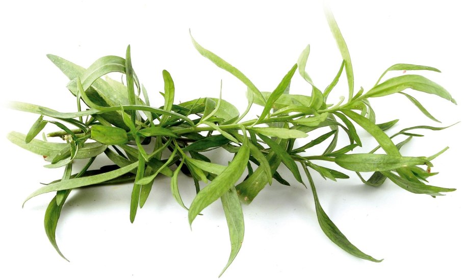 Тархун и розмарин