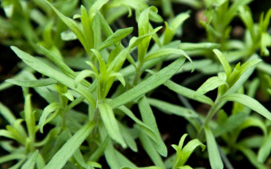 Полынь эстрагон Тархун