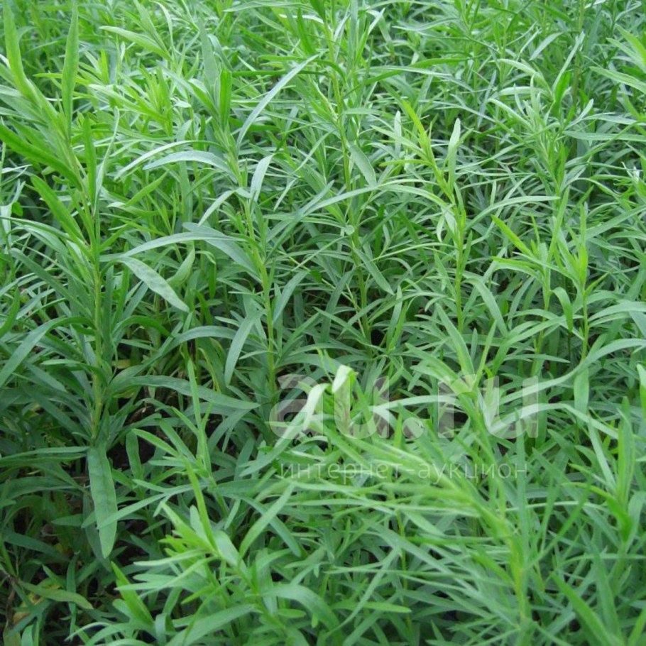 Эстрагон (Artemisia dracunculus)