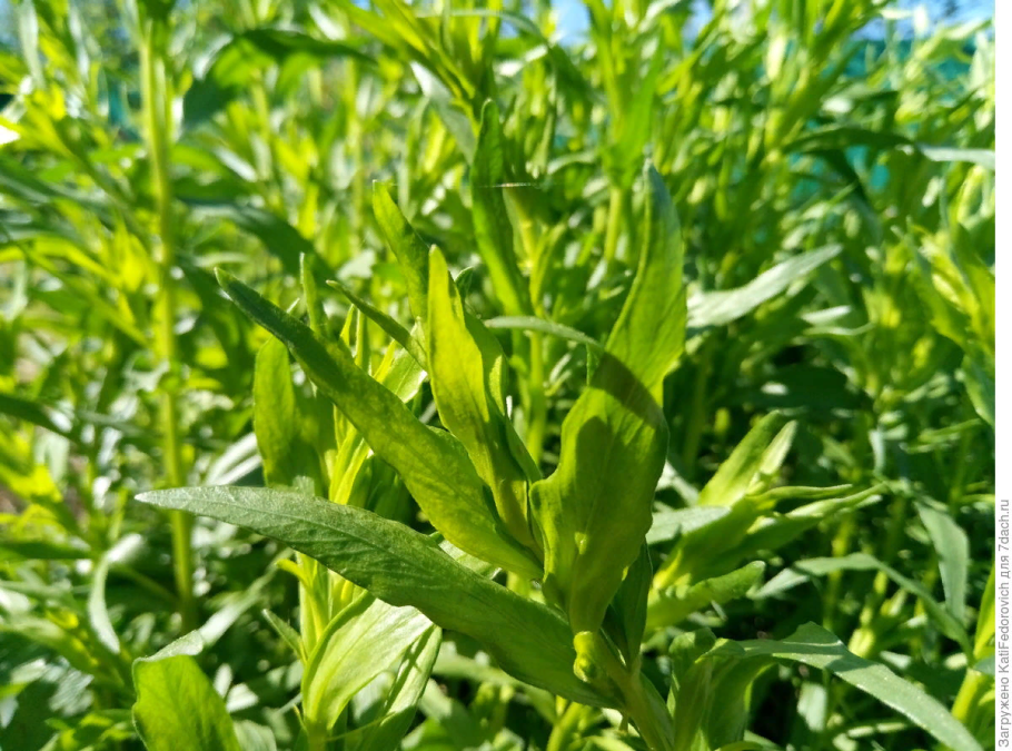 Эстрагон широколистный