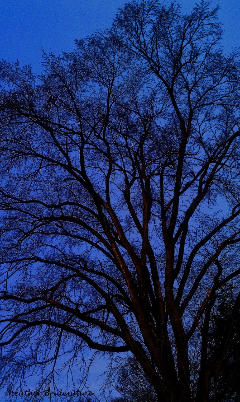 Фиолетовый ветер