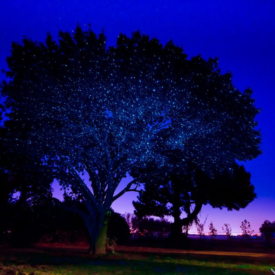 Темные деревья с цветной подсветкой