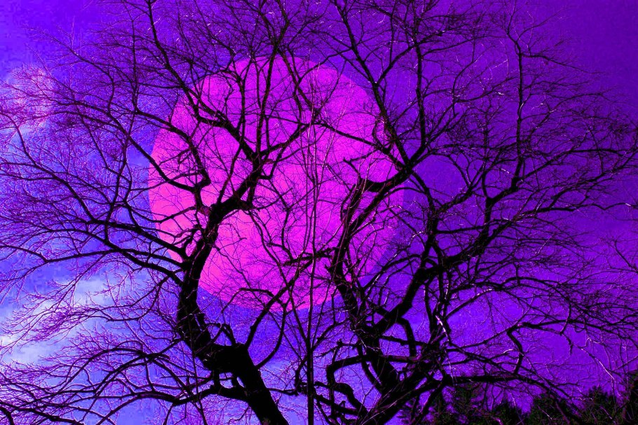 Жимолость Амфора