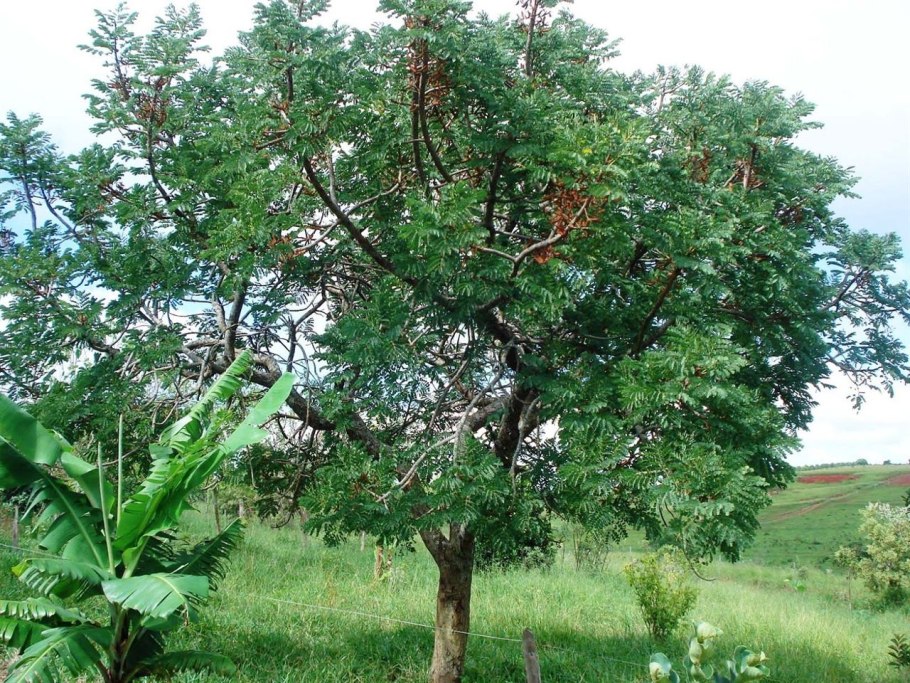 Amphipterygium adstringens