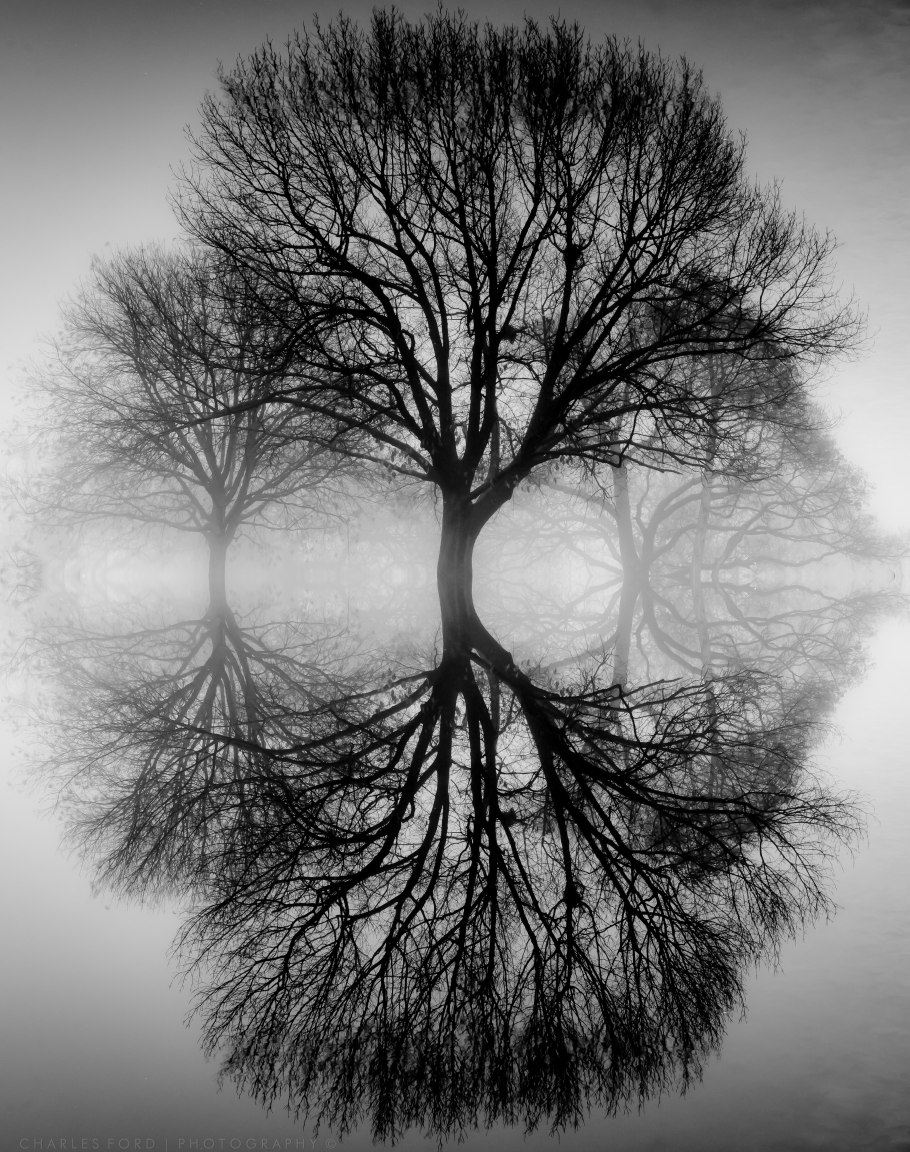 Фиолетовый лес