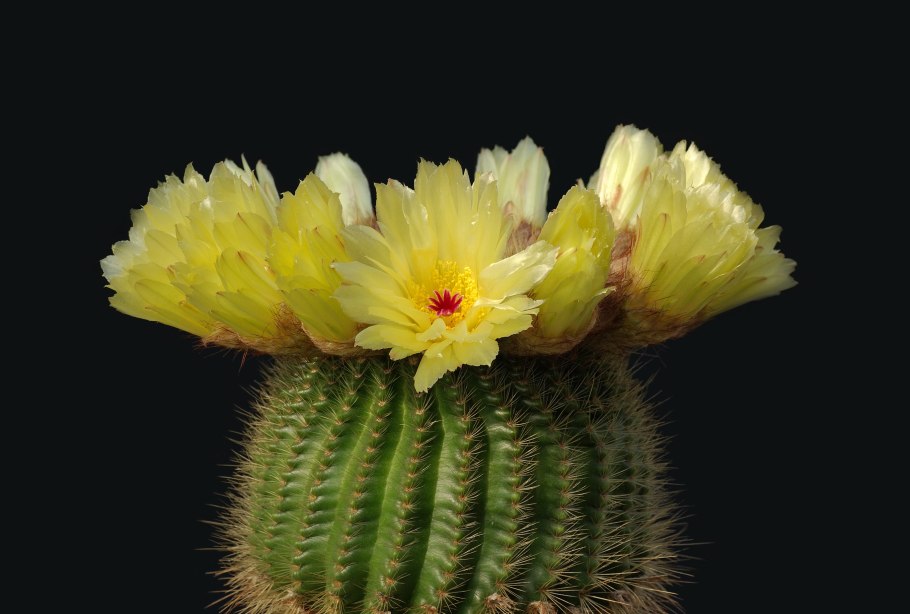 Notocactus Minimus