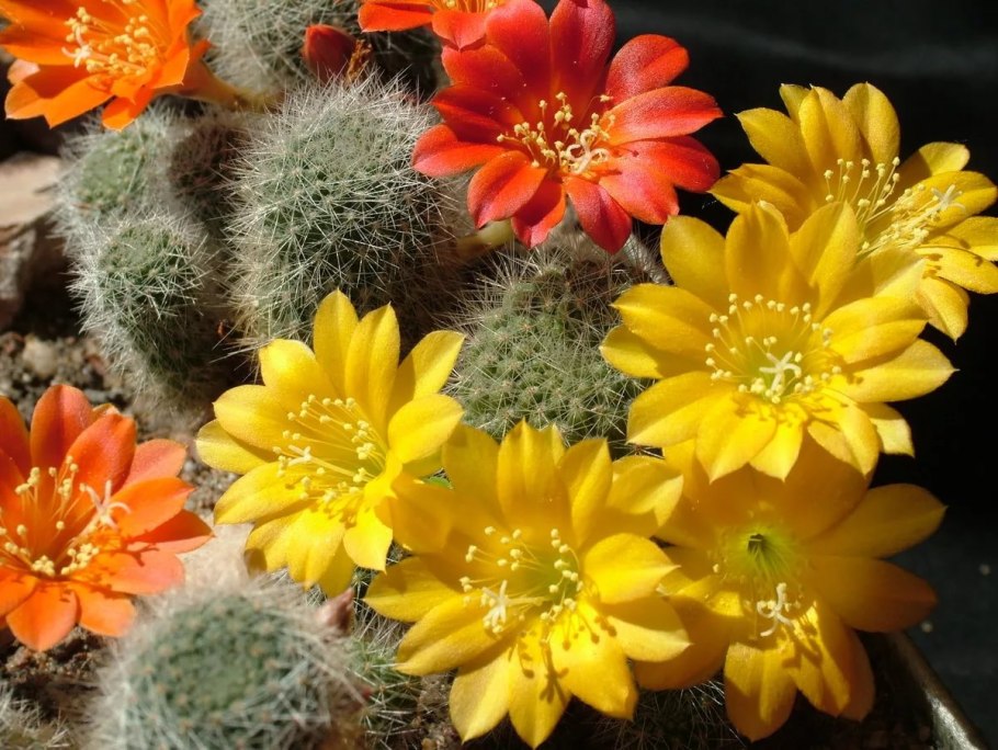 Ребуция золотоколючковая