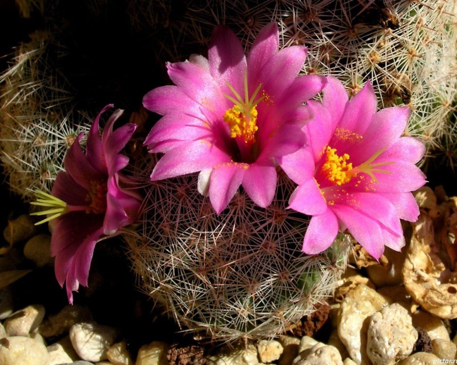 Цветущие кактусы в природе