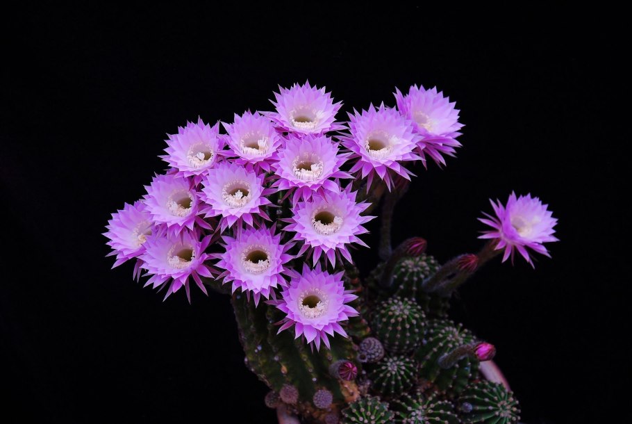 Кактус эхинопсис оксигона