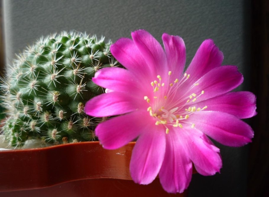 Кактус Строблем