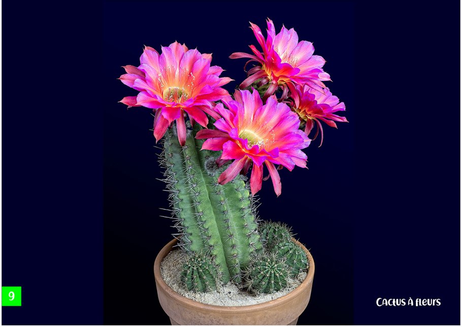 Нотокактус Ребуция