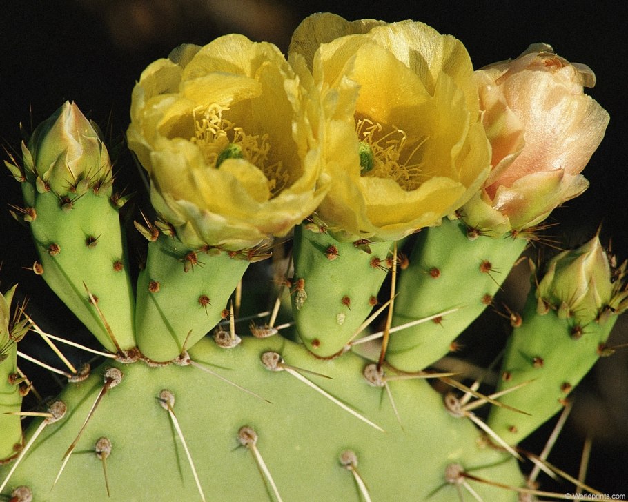 Цветущая опунция