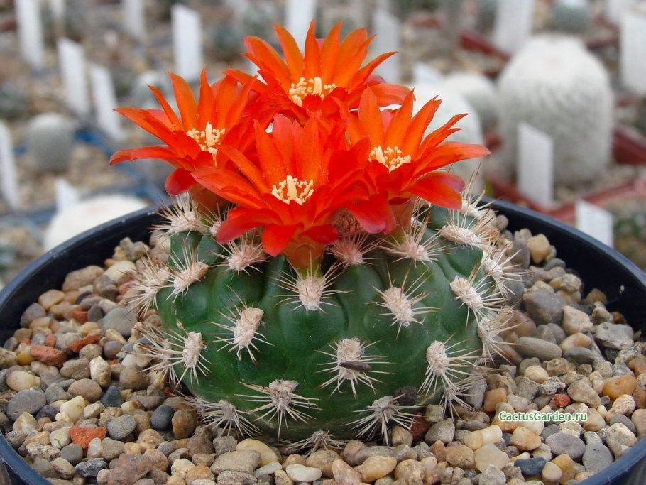 Weingartia neocumingii HS 93a