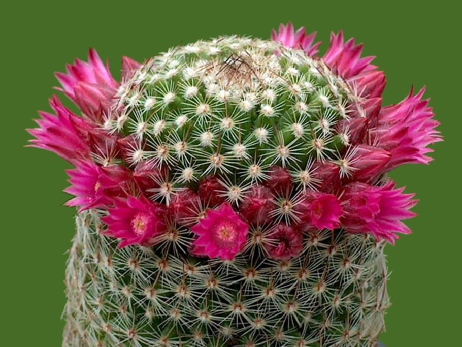 Кактус цветет розовыми цветами