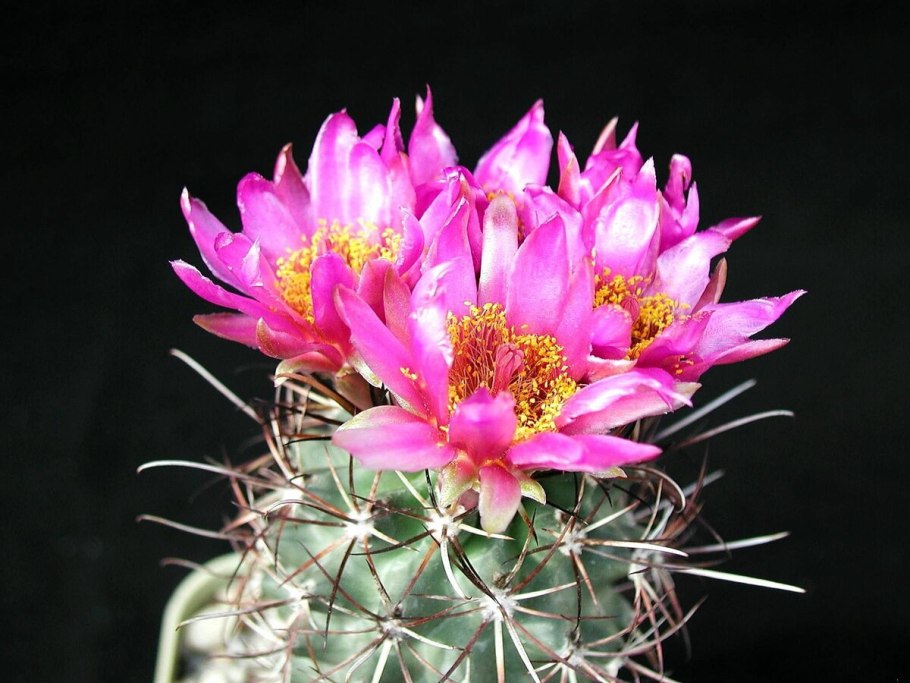 Gymnocalycium mostii p 201