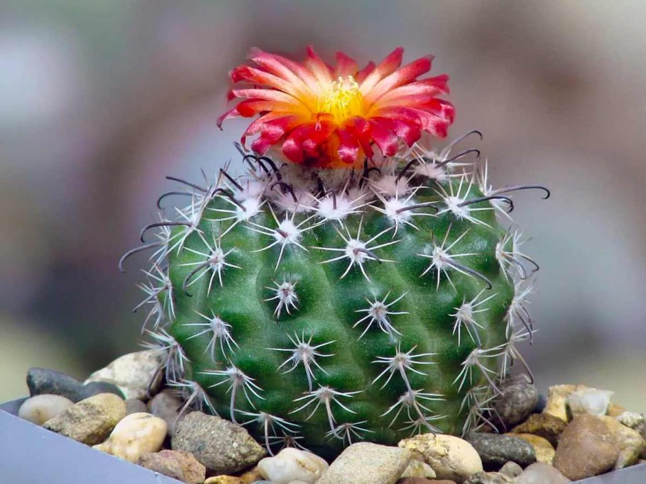 Кариофил Кактус