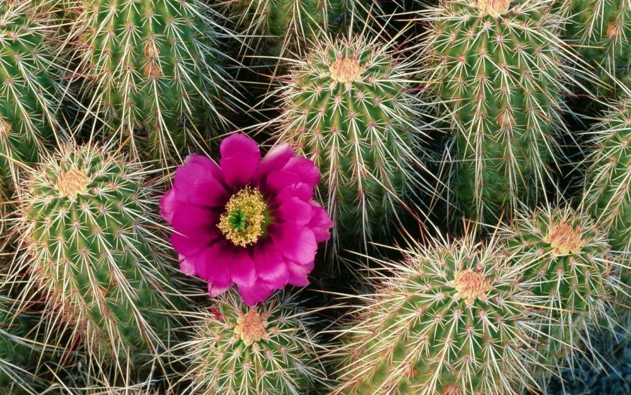 Echinocereus engelmannii сеянцы
