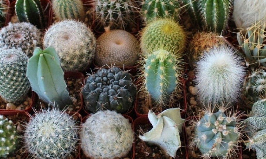 Кактус суккулент микс