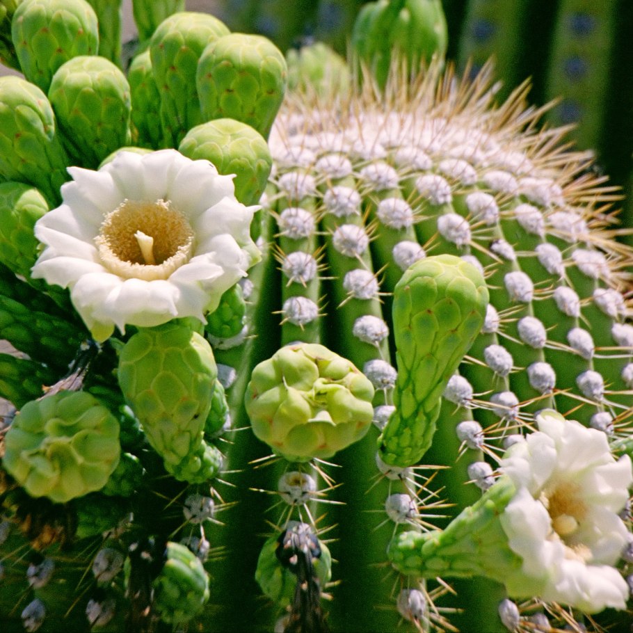 Эхинопсис Кактус черная гниль