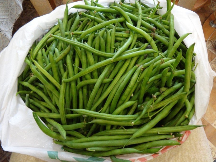 Фасоль стручковая вигна