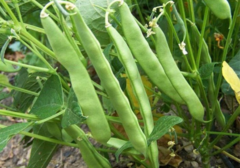 Фасоль стручковая кустовая