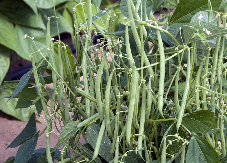 Фасоль Журавушка спаржевая