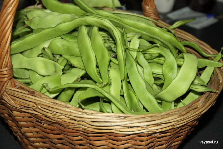 Спаржевая фасоль на окошке