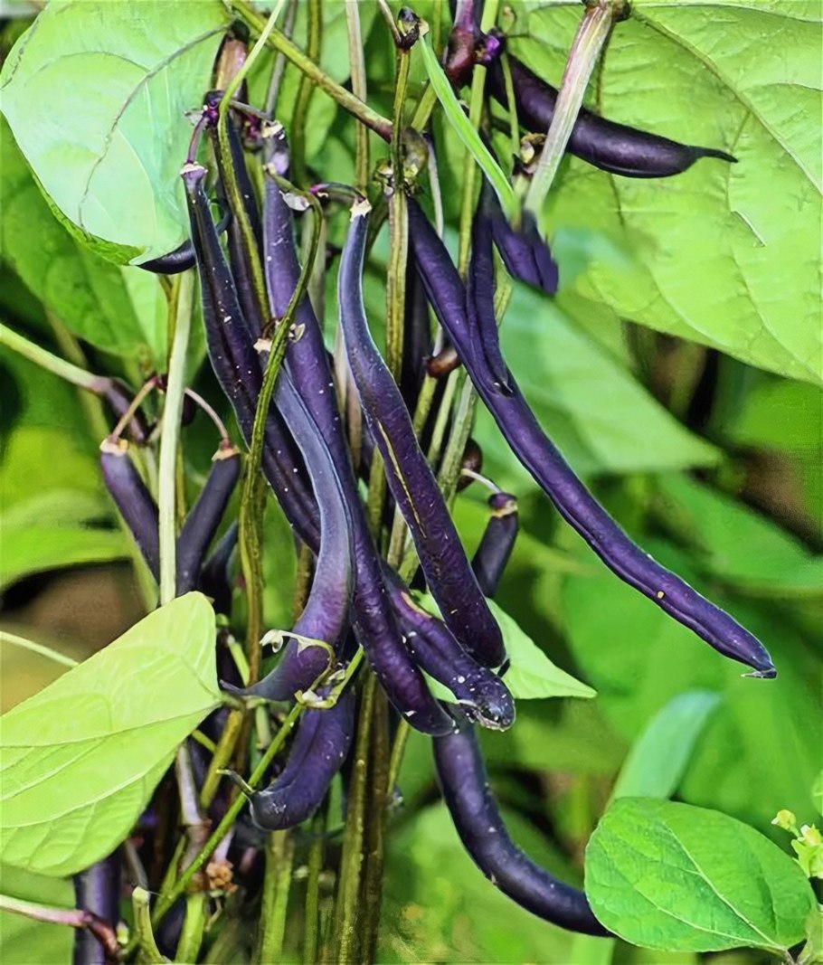 Фасоль обыкновенная (Phaseolus vulgaris