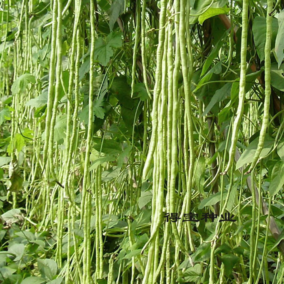 Китайская фасоль вигна
