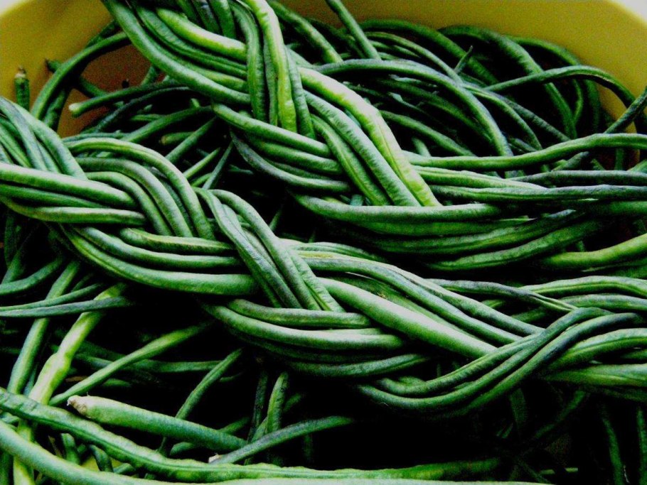 Китайская спаржевая фасоль вигна