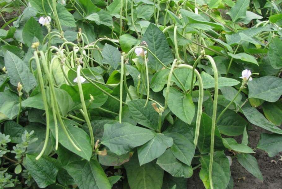 Коровий горох вигна