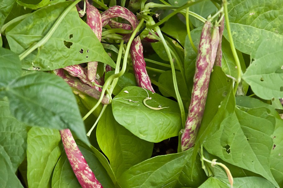 Фасоль стручковая красная