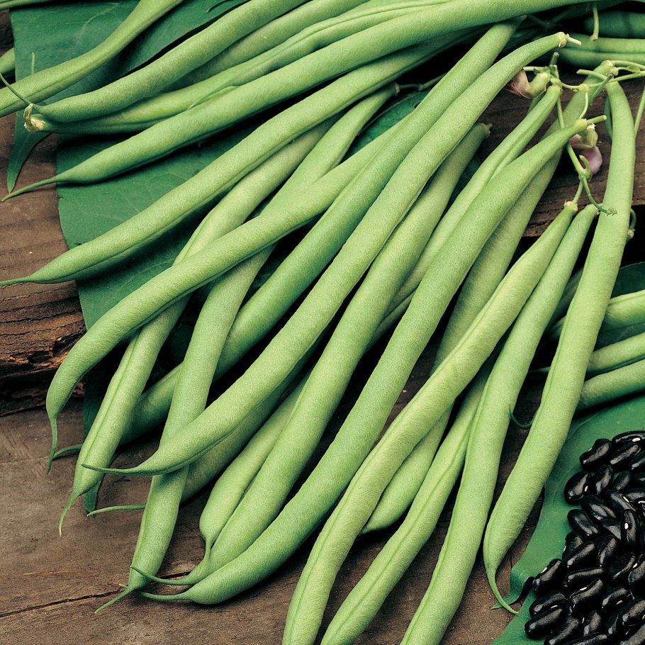 Фасоль спаржевая и стручковая