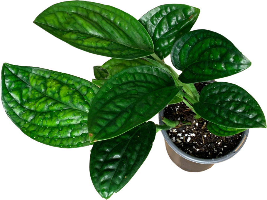 Эпипремнум(монстера) Карстенианум