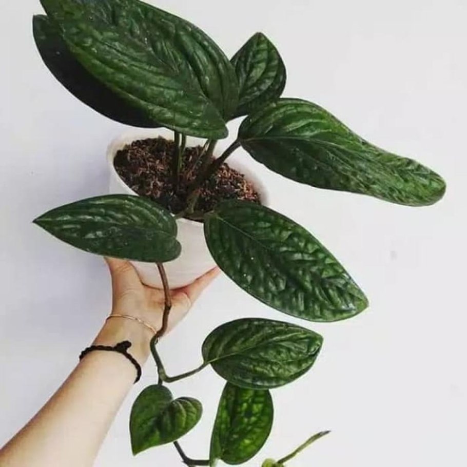 Эпипремнум Карстенианум