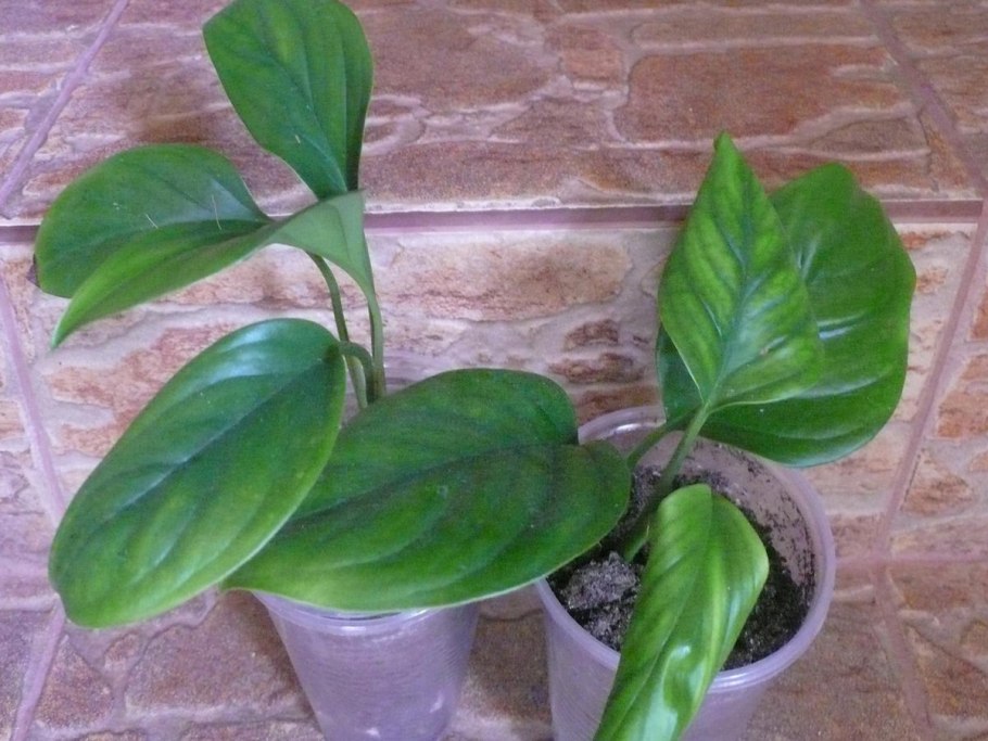 .Монстера заостренная Карвинского -