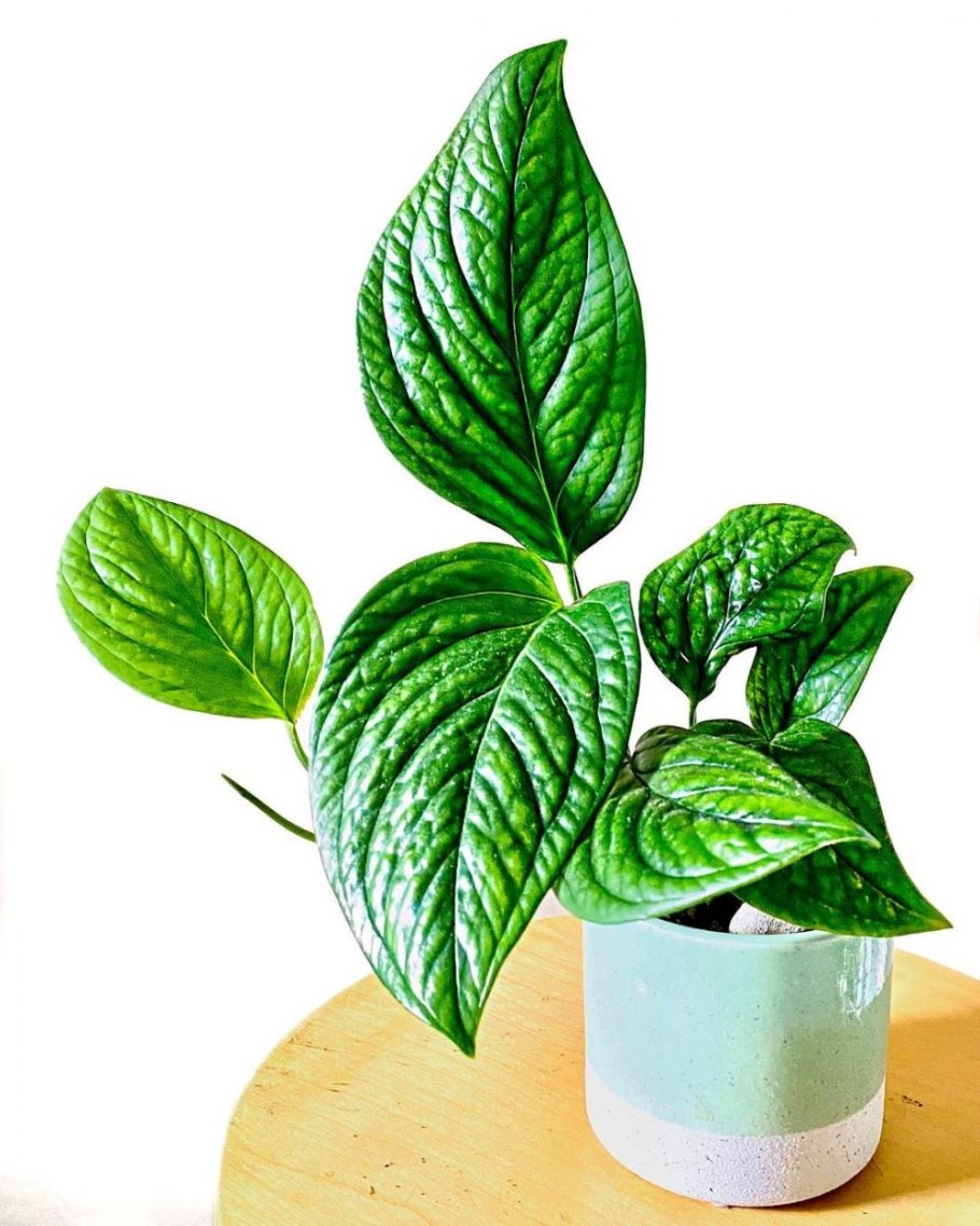 Монстера Сиам пинатипартита