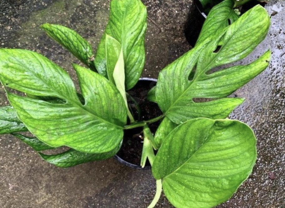 Монстера пиннатипартита