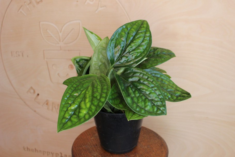 Эпипремнум Карстенианум