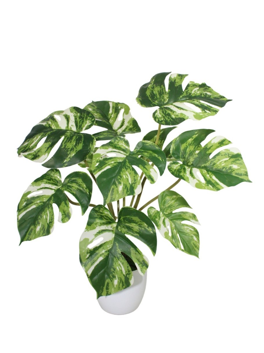 Монстера канстенианум Вариегата